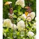 Садовый измеритель осадков Ворон 22x12,5xH121cm/21x7,5xH120cm Германия (дизайн в ассортименте)
