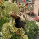 Садова фігурка Підвісна пташка Сampo 17,5x22xH22cm + 25cm підвіс Німеччина