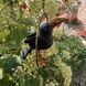 Садова фігурка Підвісна пташка Сampo 17,5x22xH22cm + 25cm підвіс Німеччина