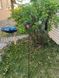 Садовий флюгер Exner Пташка 66x10x125 cm Німеччина