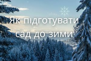 Як підготувати сад до зими: Поради для збереження рослин та декору в ідеальному стані